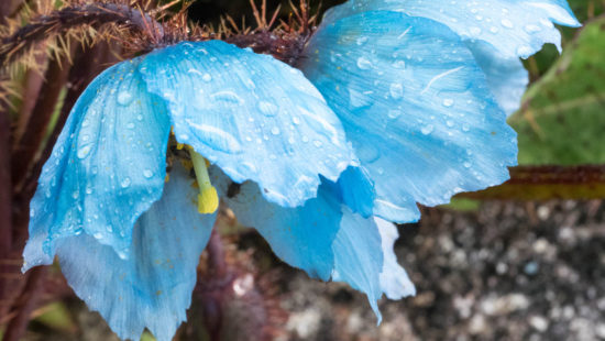 blue poppy